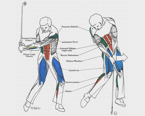 Muscles Are Used In The Golf Swing